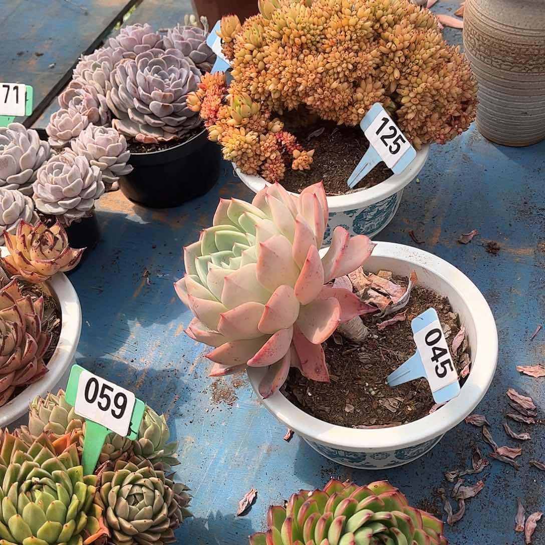 妞****】三问雨多肉045