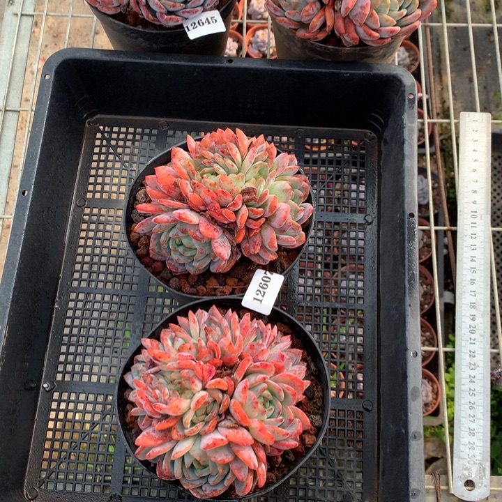 陌***绵12607两个嗯嗯嗯好喜欢