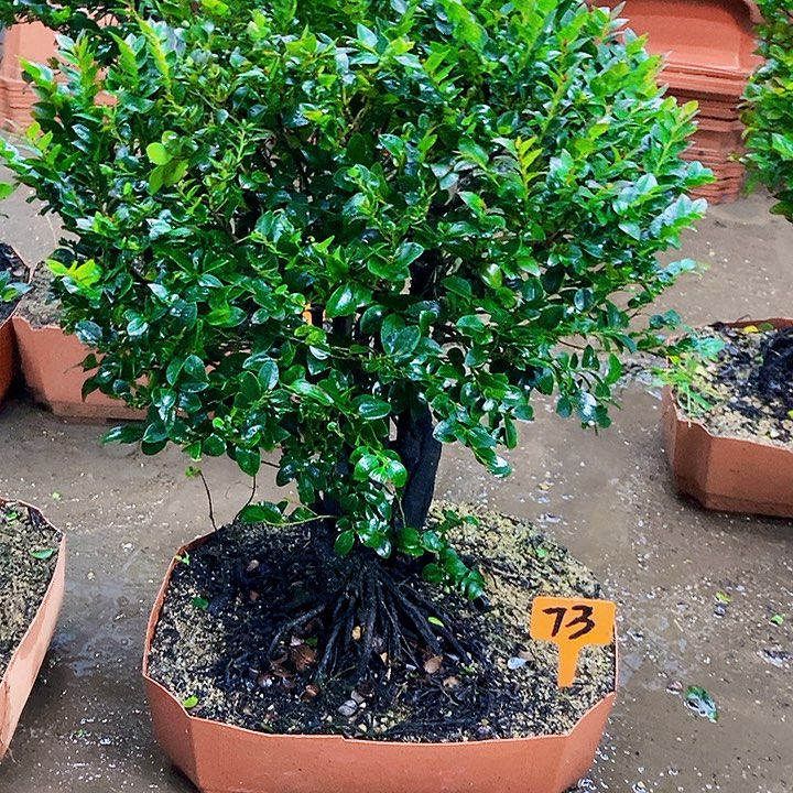 无花朵小叶紫檀景