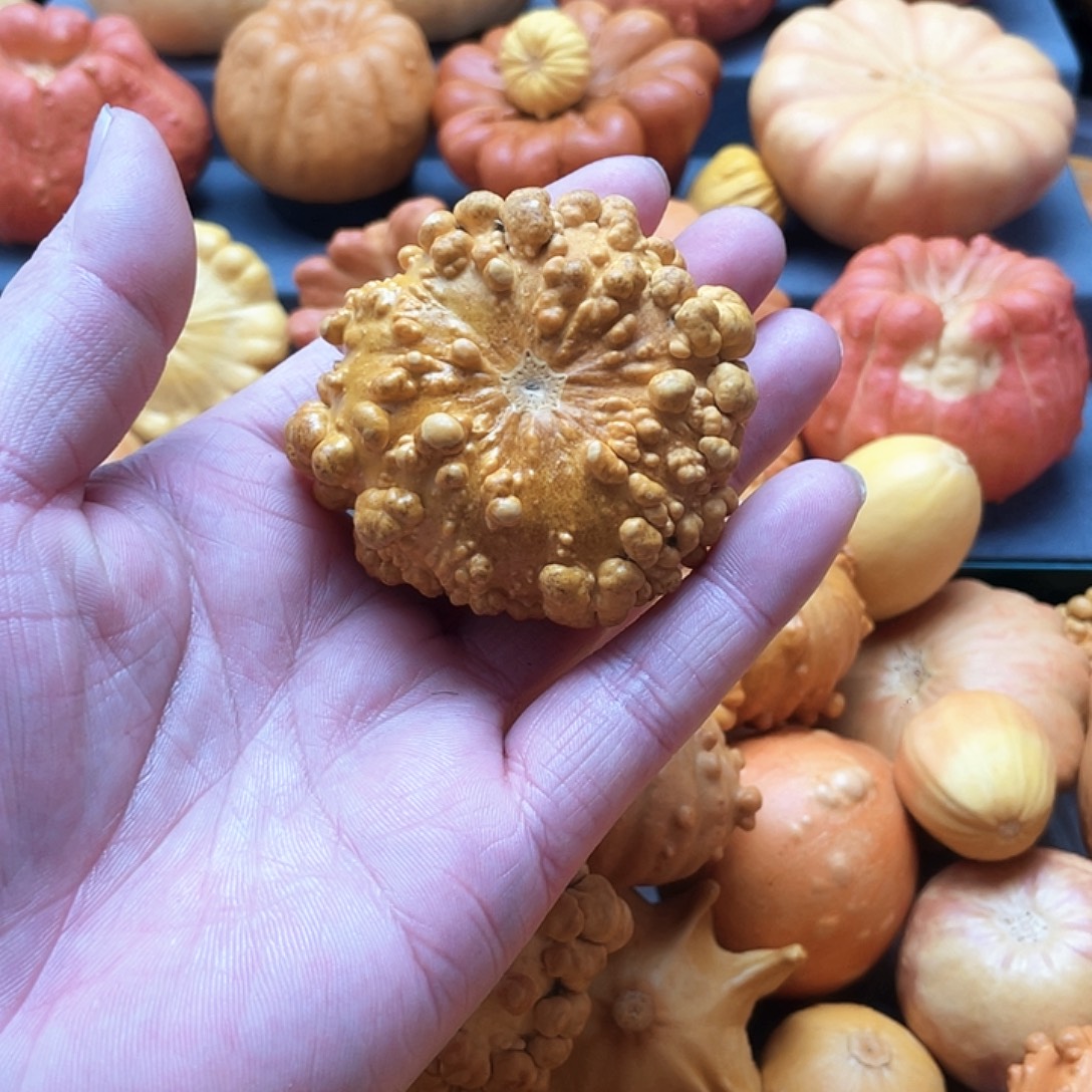 李***哥墨西哥葫芦花皮的那种