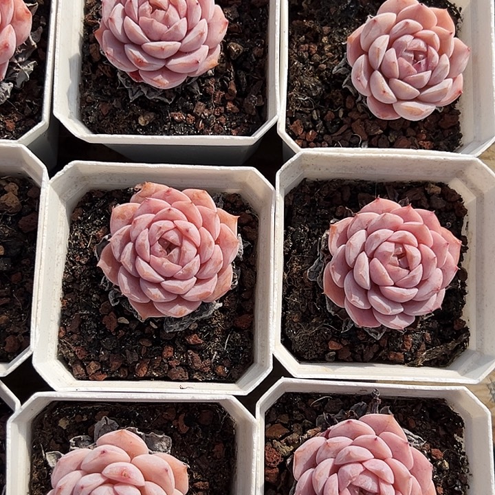 单头         艾莉女王