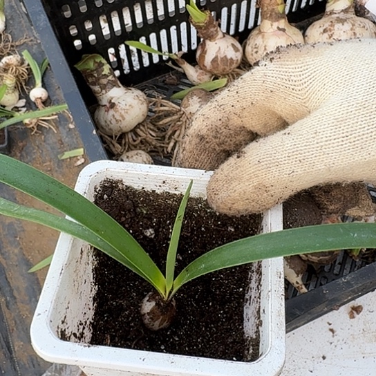 皮皮小苗1.5厘米➕