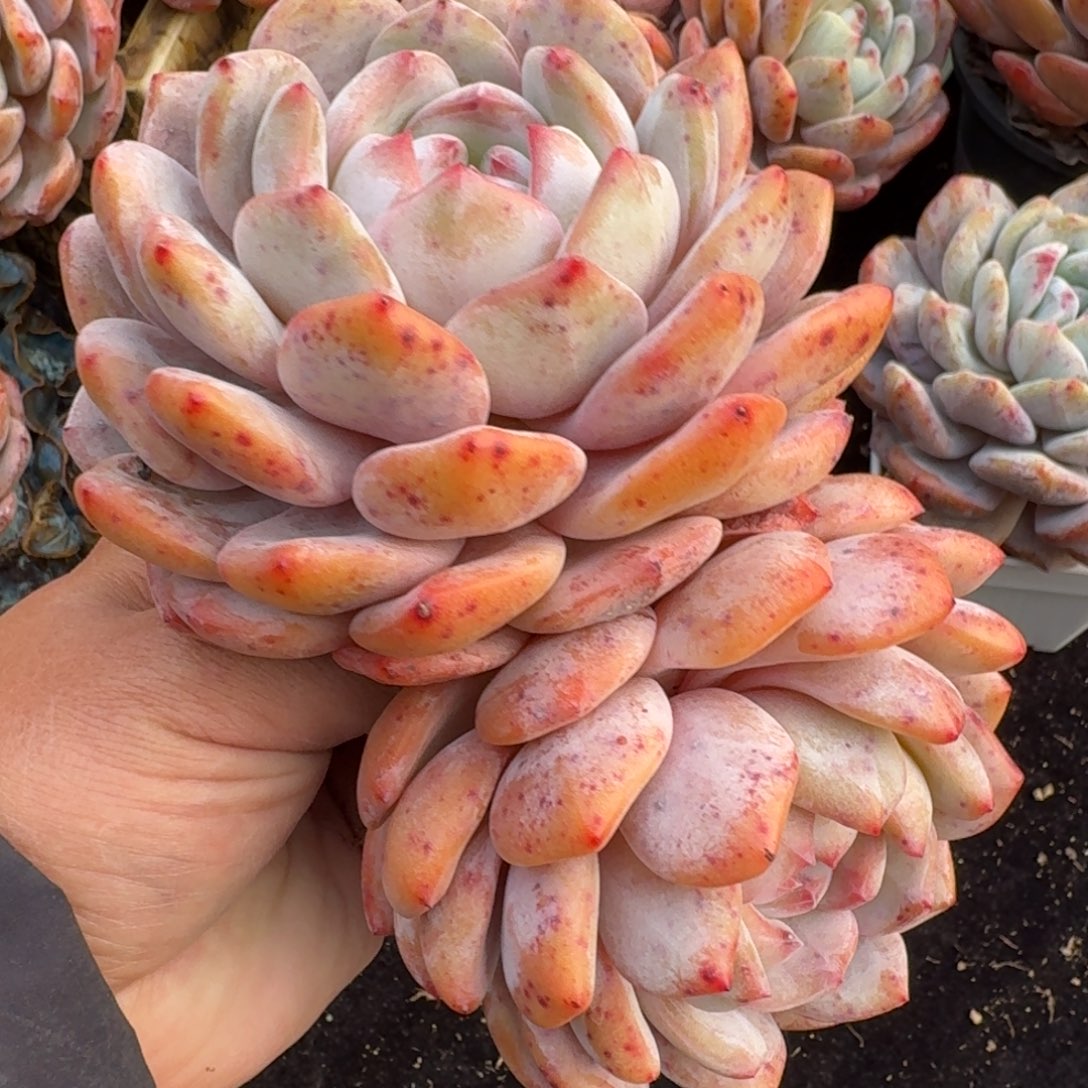 月***影大双头橙子，专拍链接