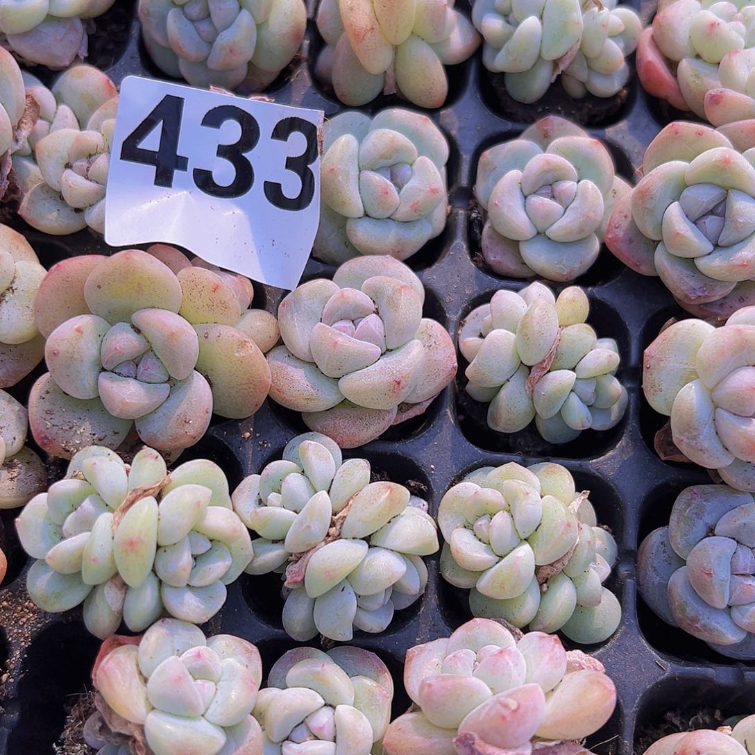 433冰玉苗5颗混发样品