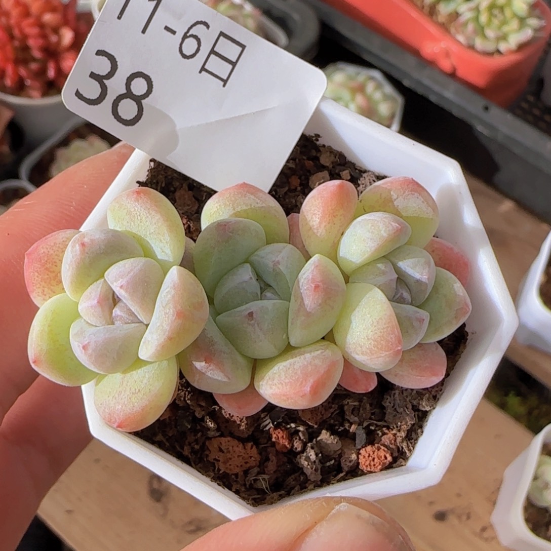 三头糖心冰玉一颗