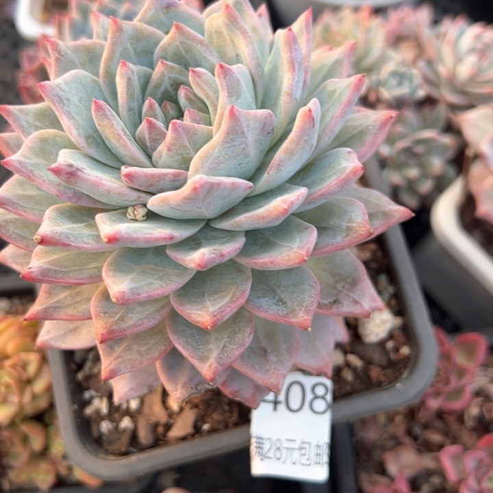 幸运的是我的朋友们