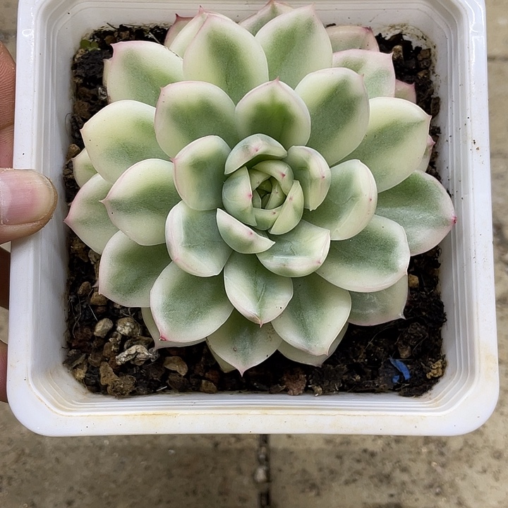 韩水晶一物一拍锦龙