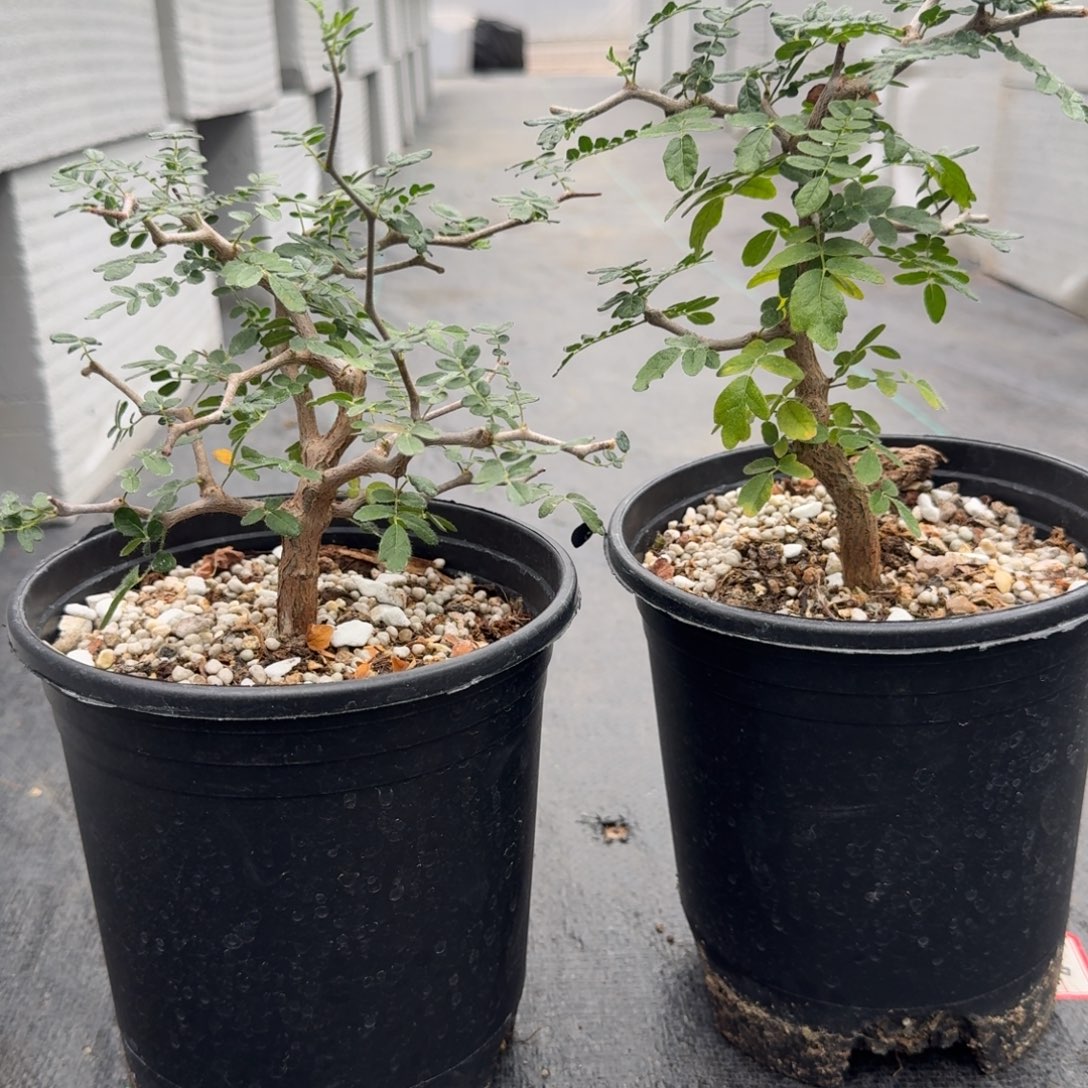 f***y滔天橄榄带盆土哈