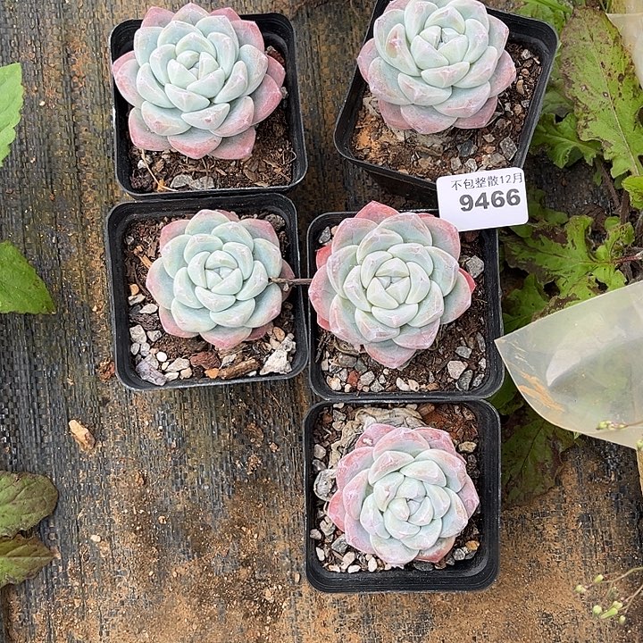 阿雅园艺。       9466