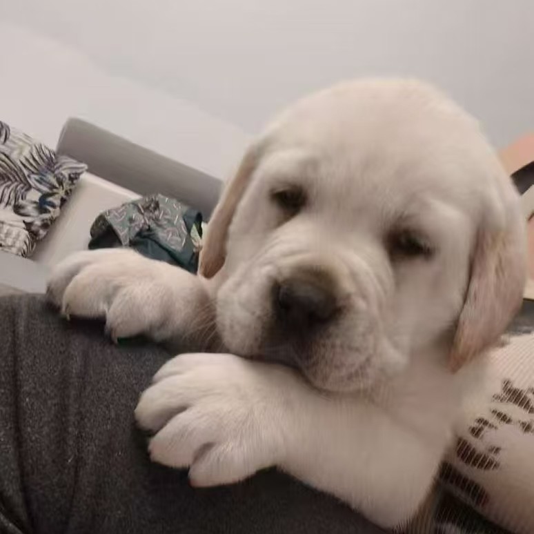 双血统拉布拉多幼犬