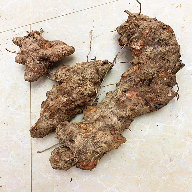 粤酉深山自挖白肉粉质土伏苓新鲜包邮