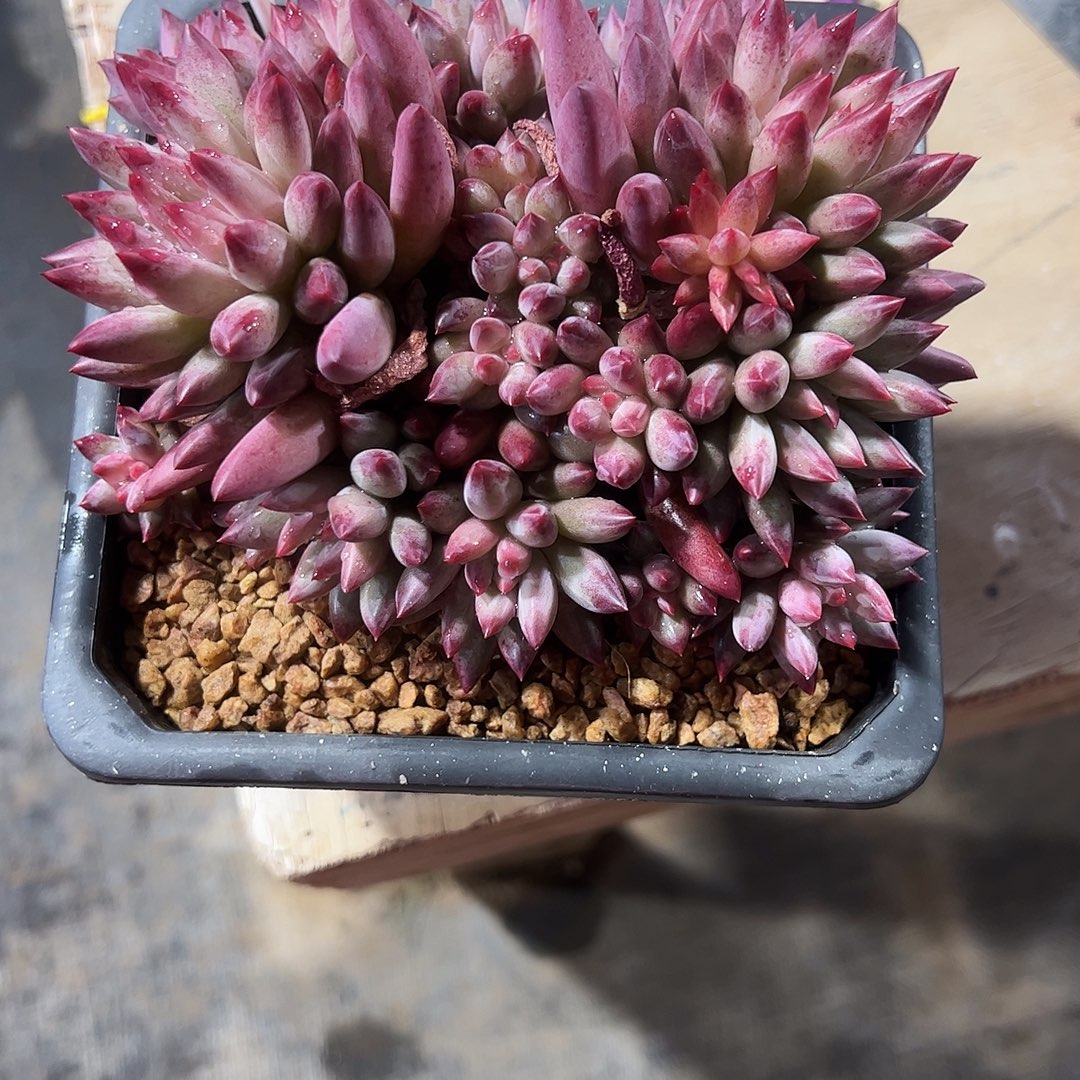 红提虞美人189号多肉植物