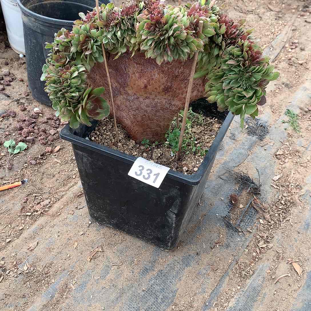 331万圣节缀化缀化