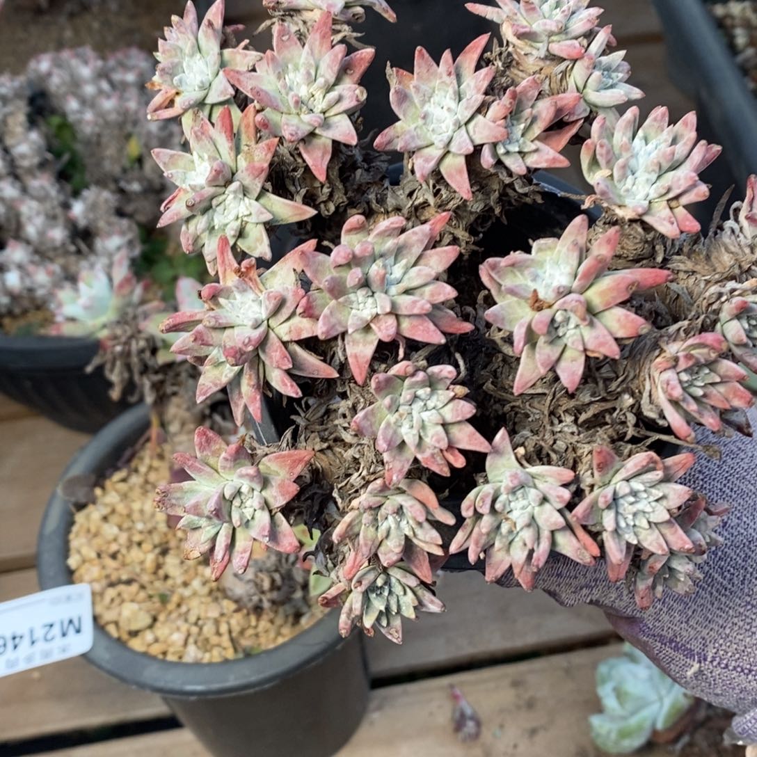 2147白菊瑕疵哈哈哈哈哈哈哈哈哈哈