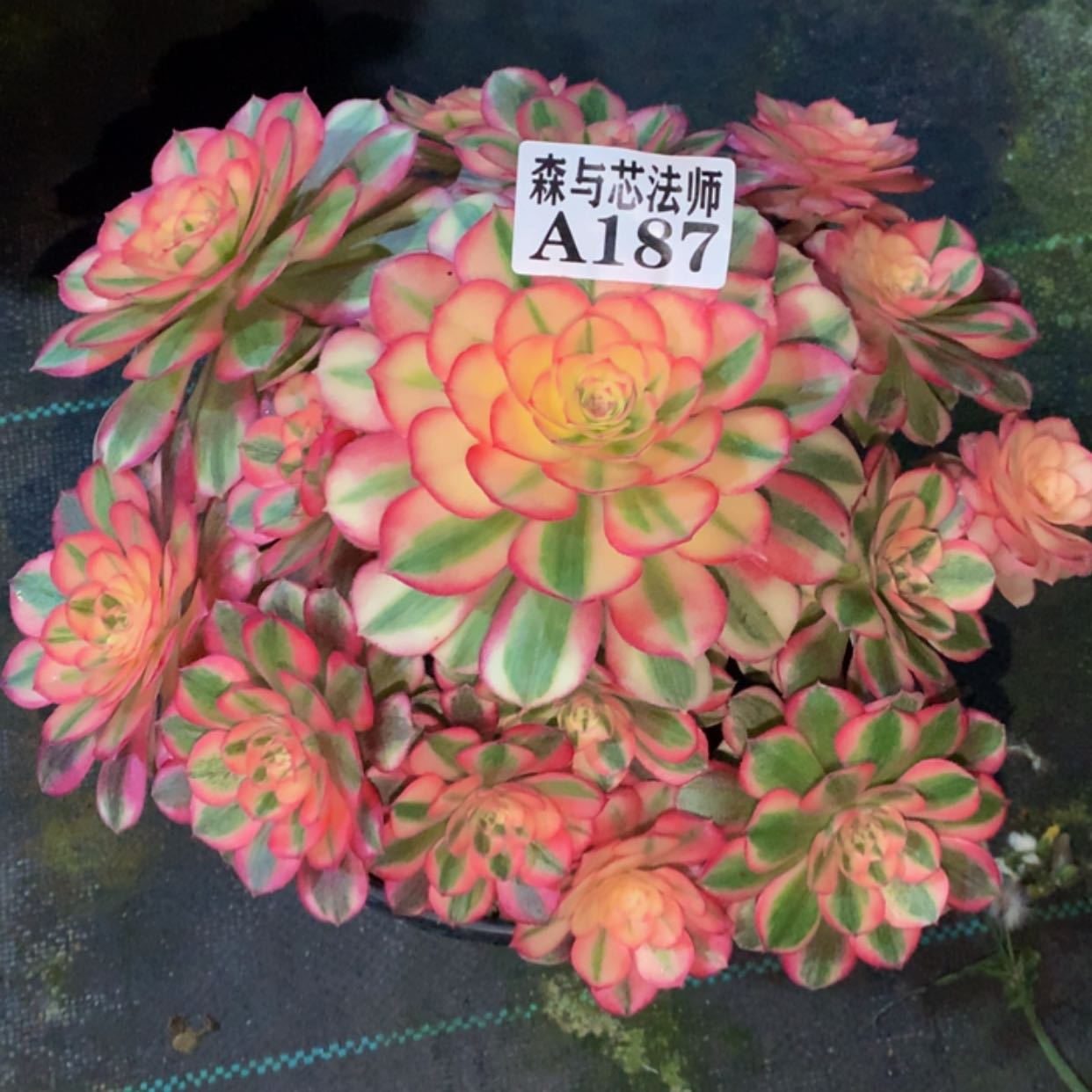 【闪购商品】187倾城