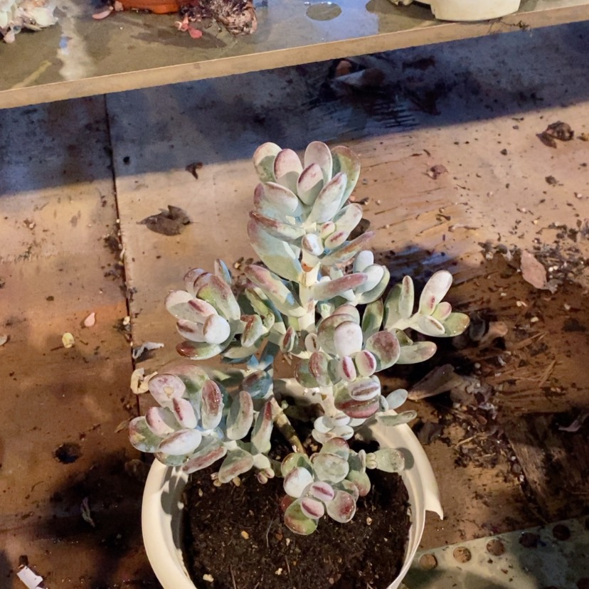 【闪购商品】乒乓福娘12129