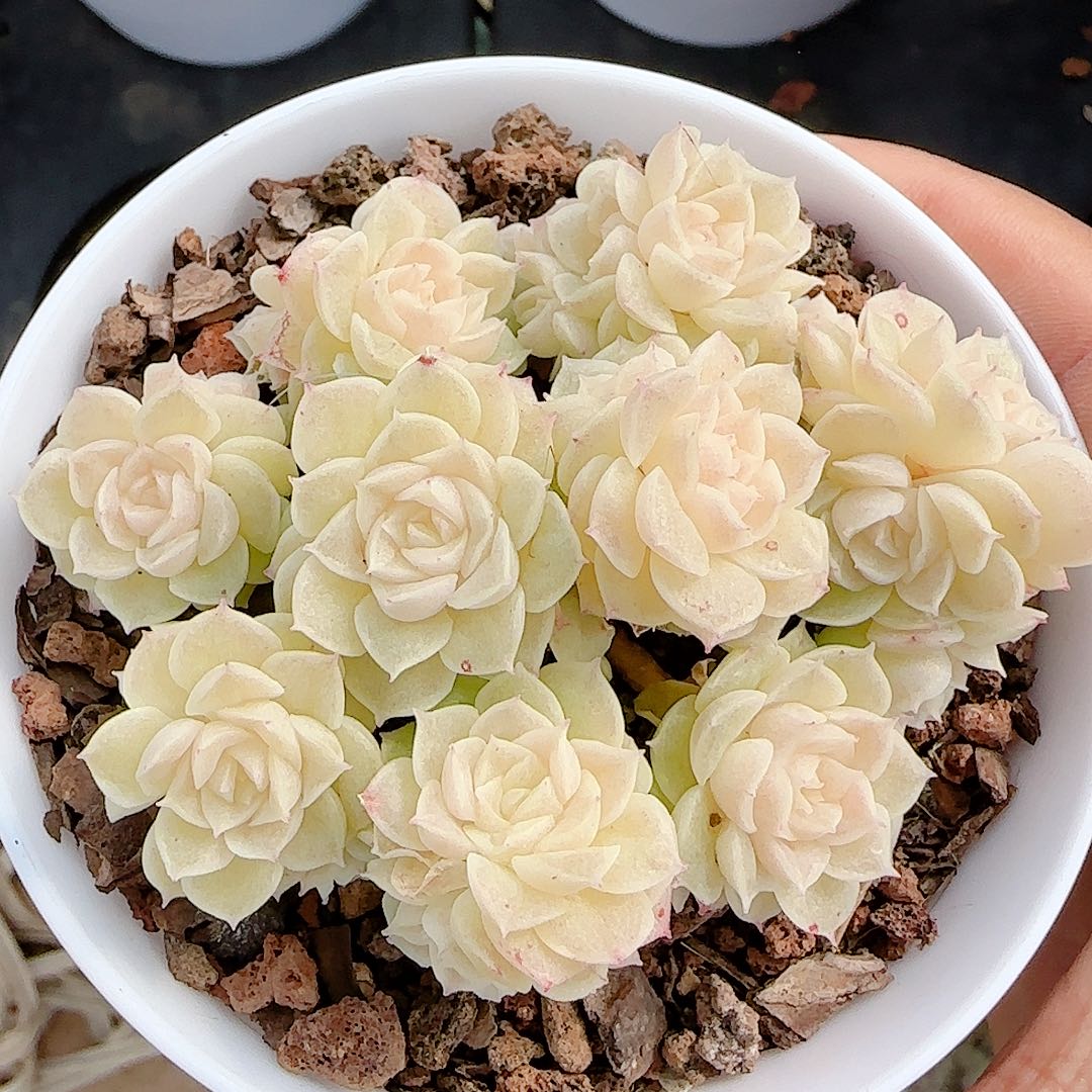 0102-50（ttp-225）优选