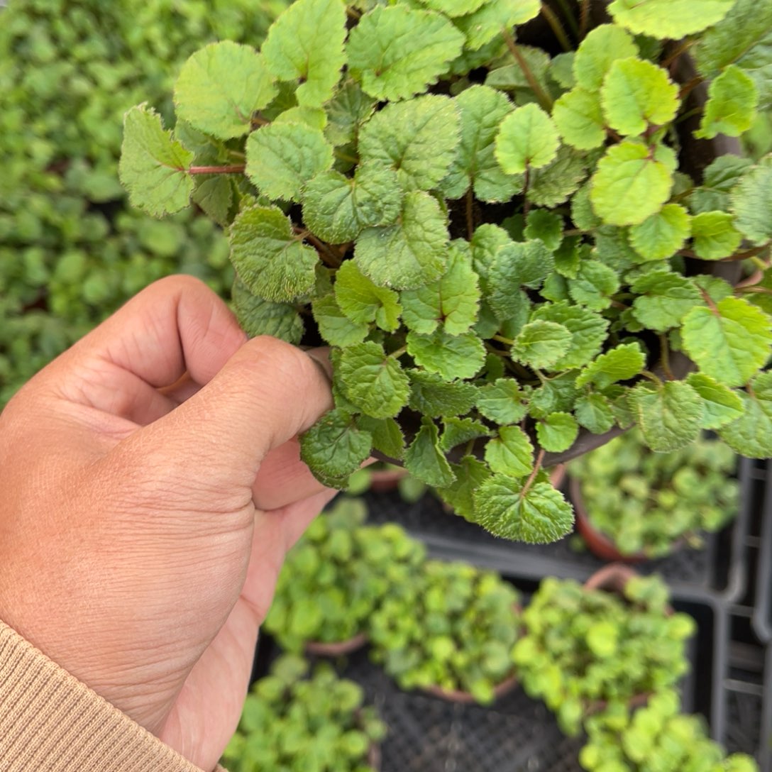 D***e完全开放盆栽植物
