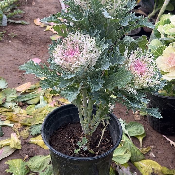 粉白色羽鹤多头一颗