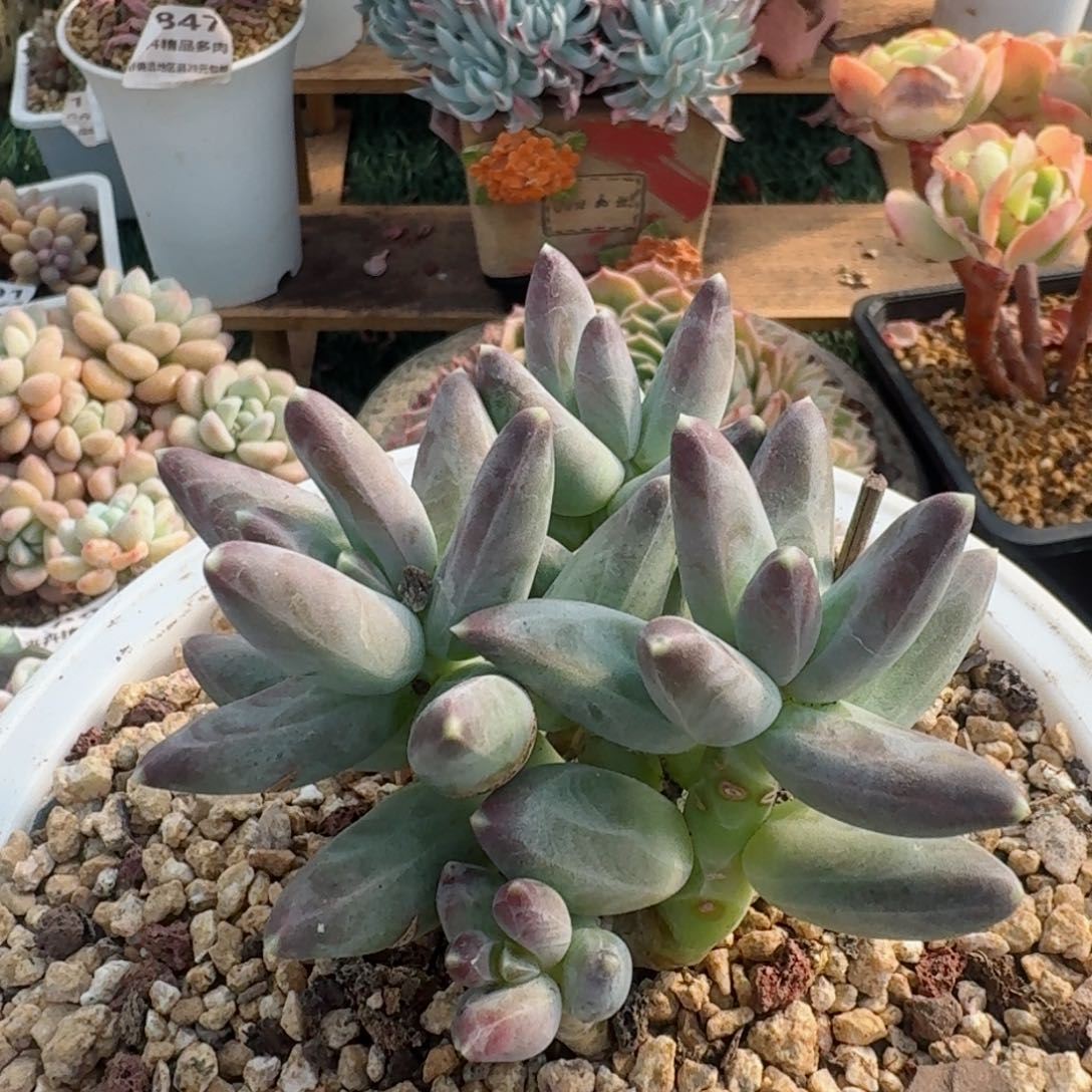 1873一物一拍（满28包邮）