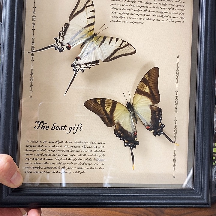 木更阔凤蝶跟海神俊峰蝶