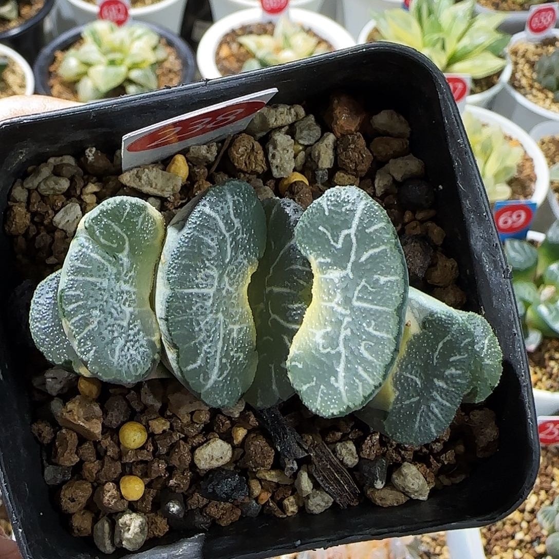 238号糊斑大绳玉扇锦一物一拍带盆土