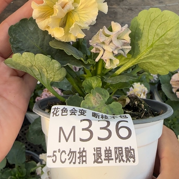 P***管无花朵M336角堇小苗一物一拍默认苗晃