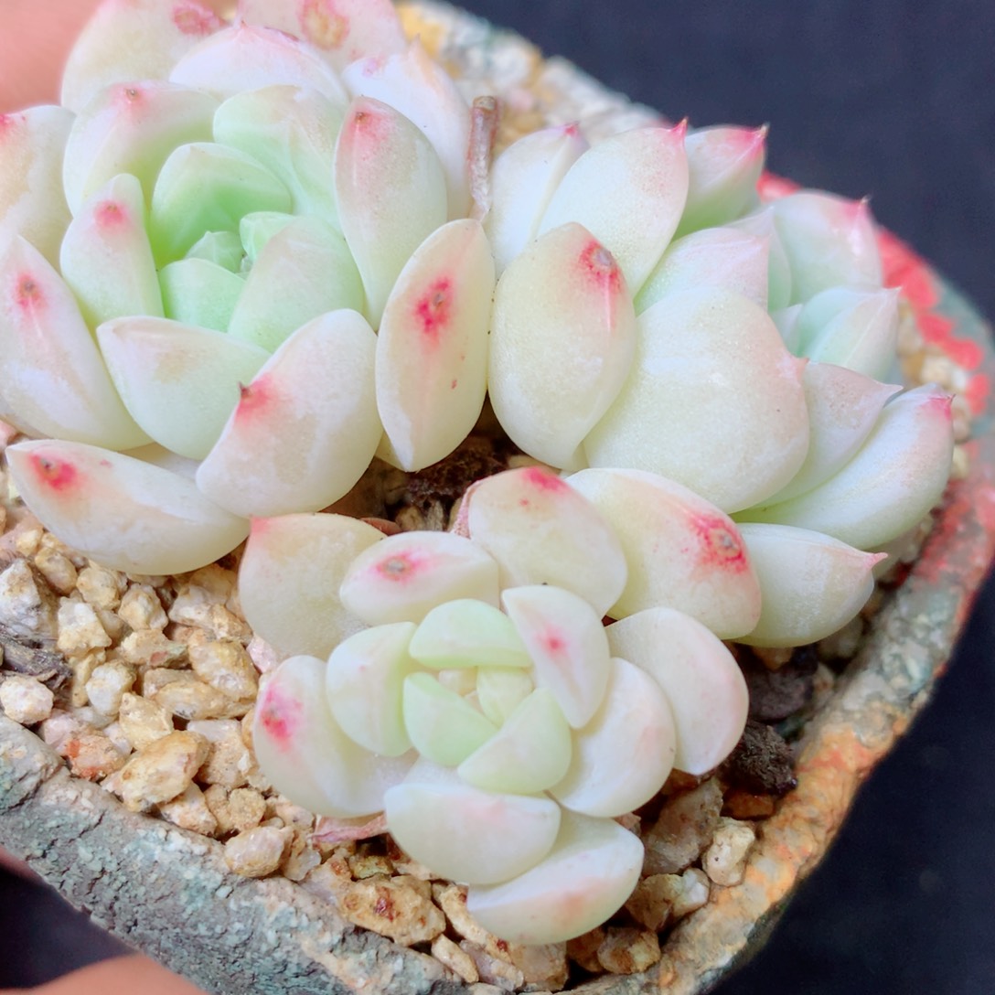 17 精品多肉一物一拍