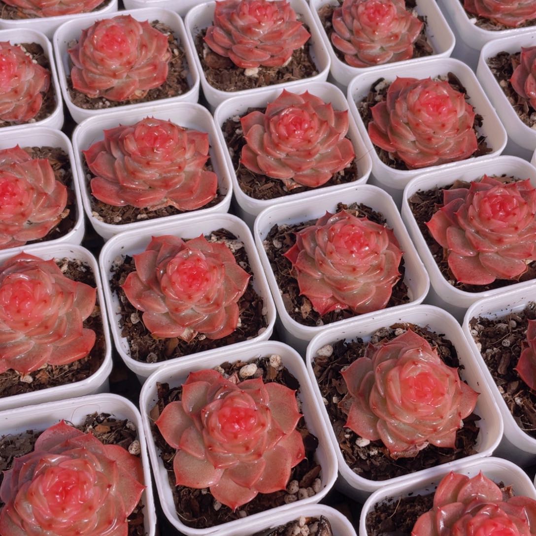 量拍92号 冻唇蜜单头一个