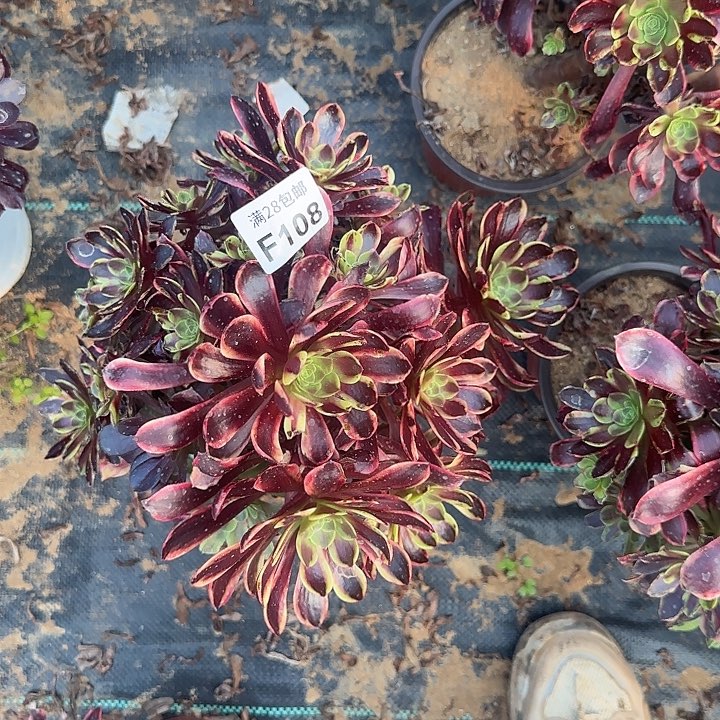 108多肉植物一物一拍