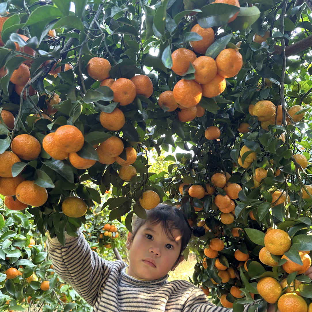 正宗广西砂糖橘鲜甜多汁