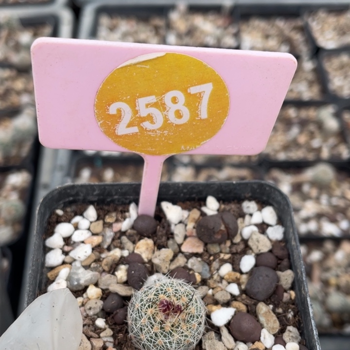 果***果实生仙境娇丽2587000000