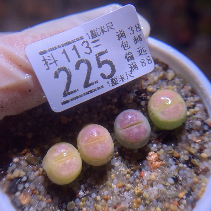 精品生石花113.225人鱼姬