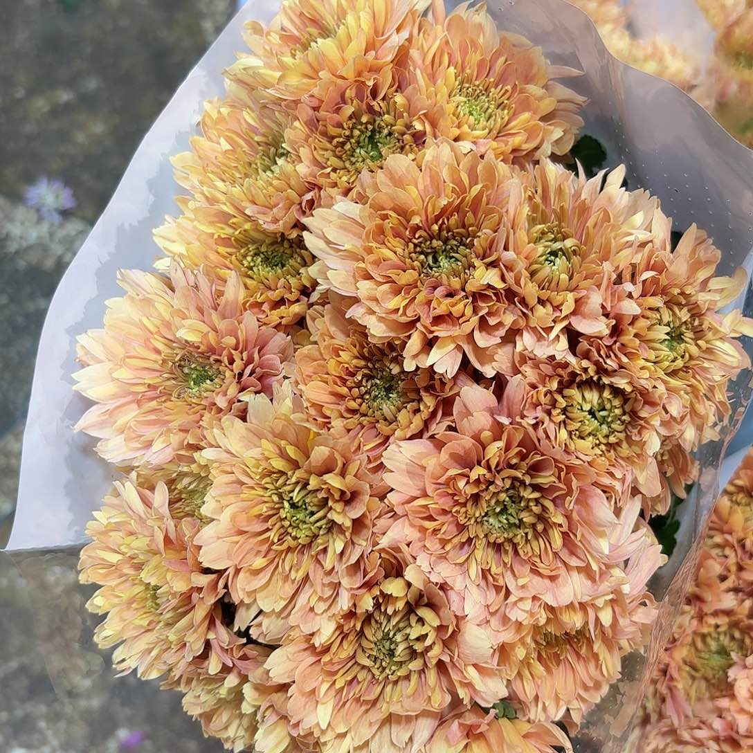 基地 锯齿卡林巴三文鱼