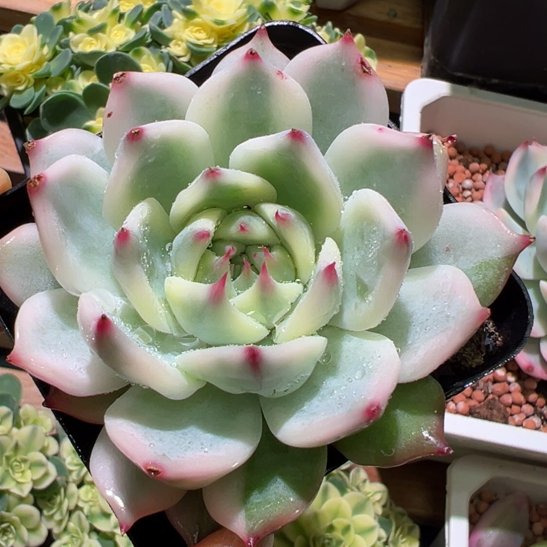 吉娃娃锦，覆轮锦