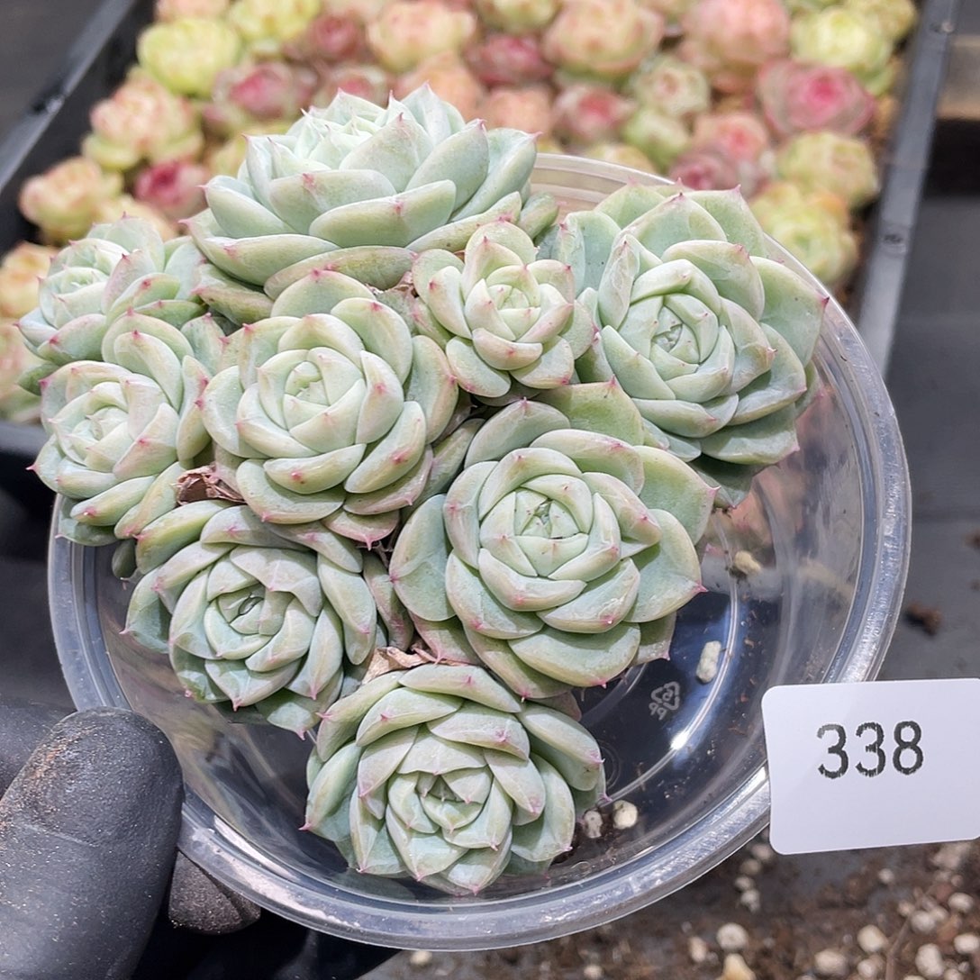 麦***喵338。定。                  