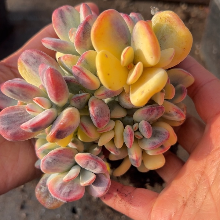 无花朵504号福娘锦嫁接落地