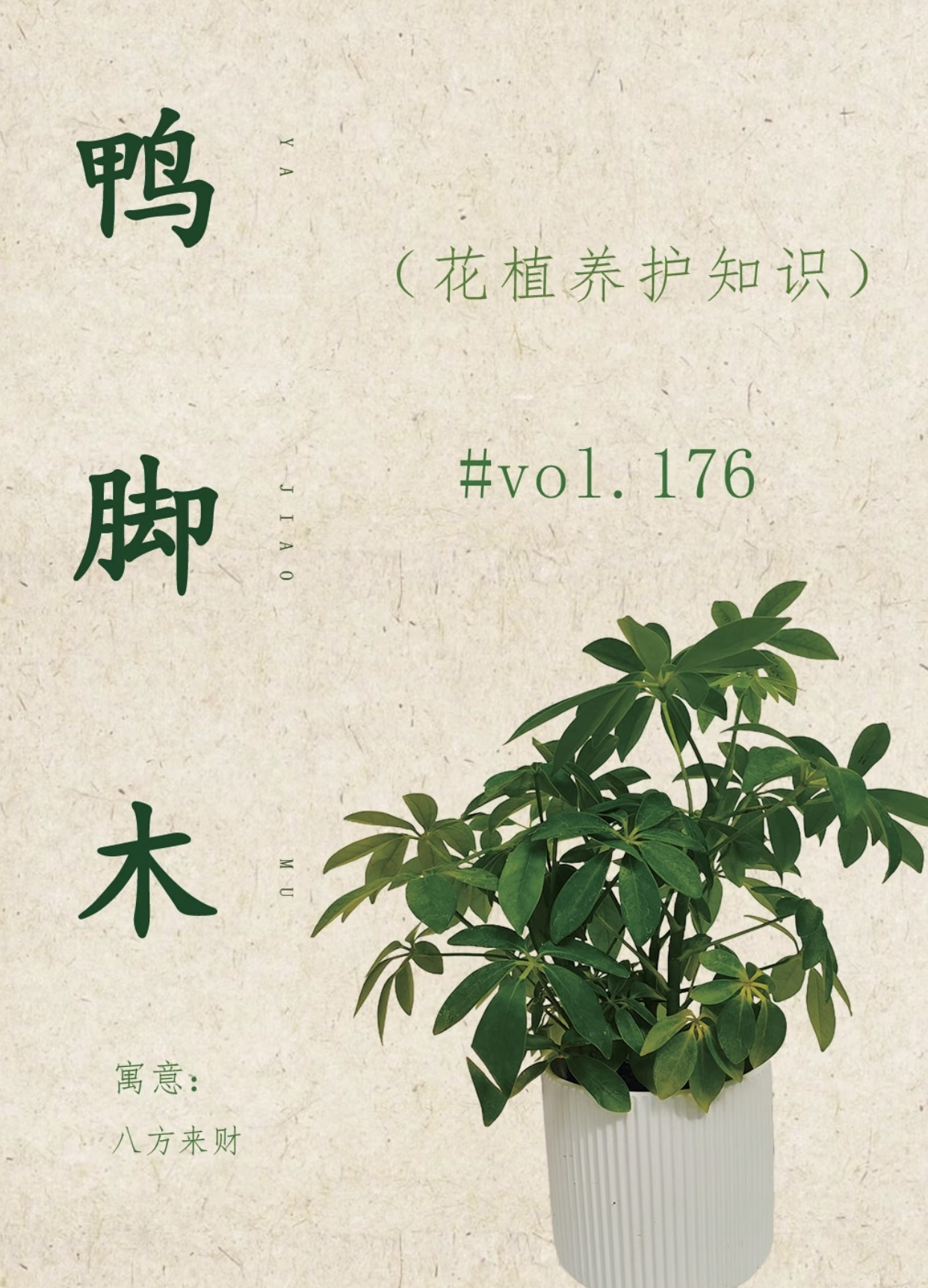 八方来财鸭脚木盆栽四季常青水培土培室内外好养绿植