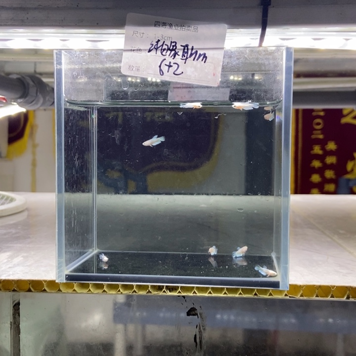 斗鱼包活不包损所见即所得266