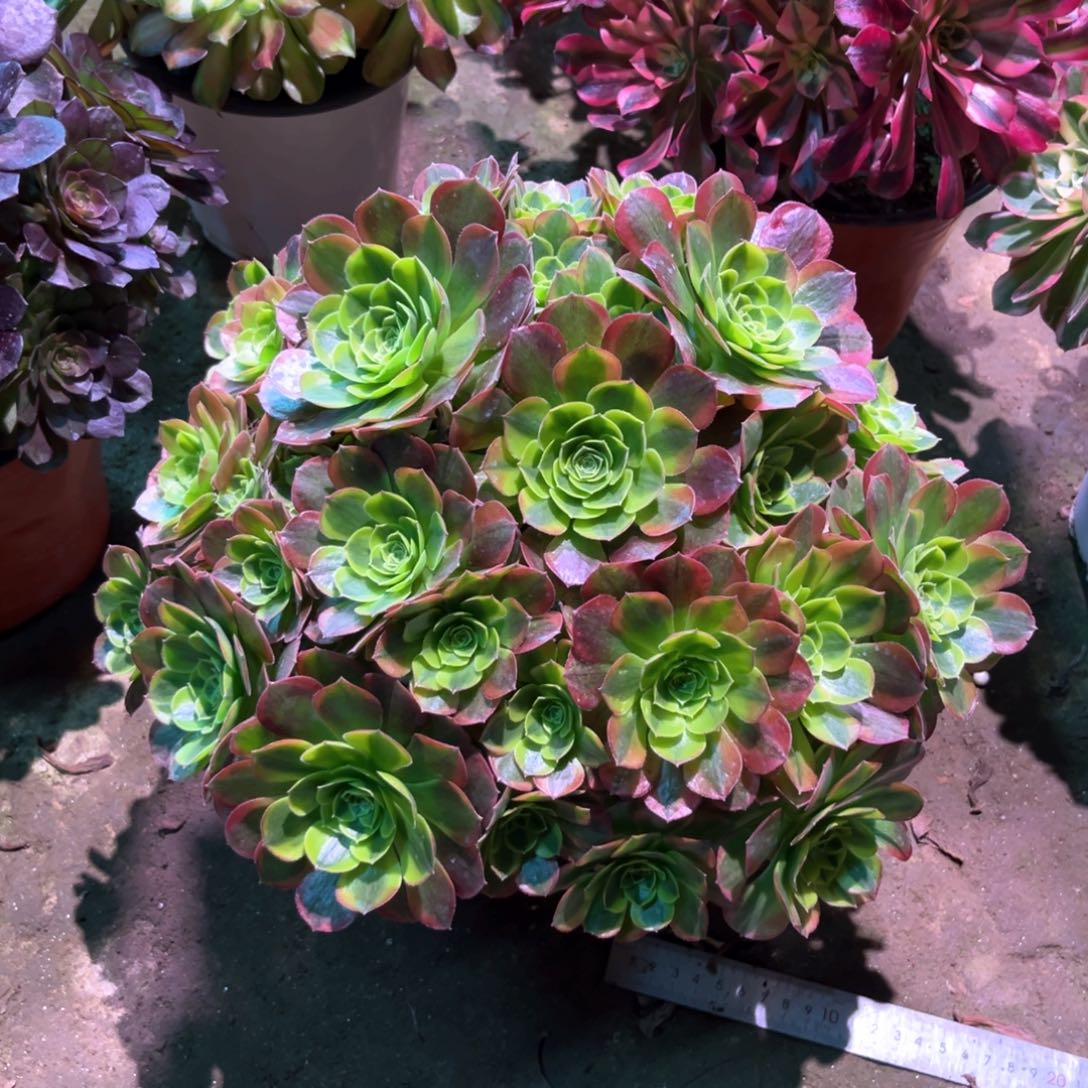 多肉植物奶白620