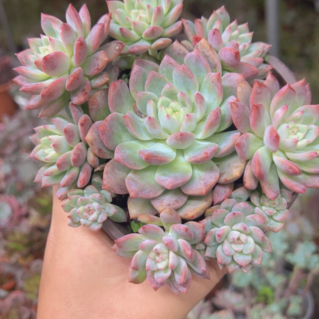 霜花手捧整装老桩