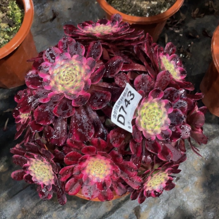 743黑金刚111111多肉