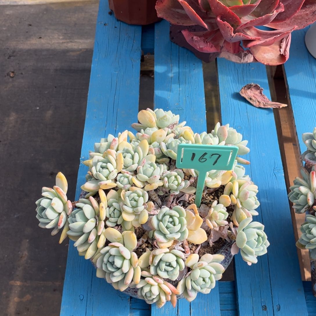 小雨多肉一物一拍冷香