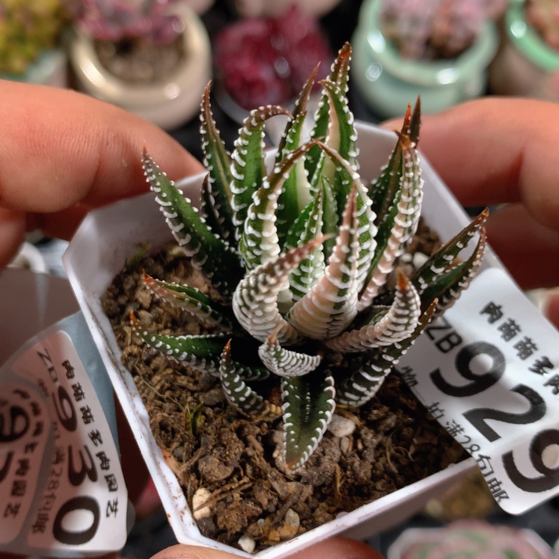 5CM拇指盆精控多肉ZB929