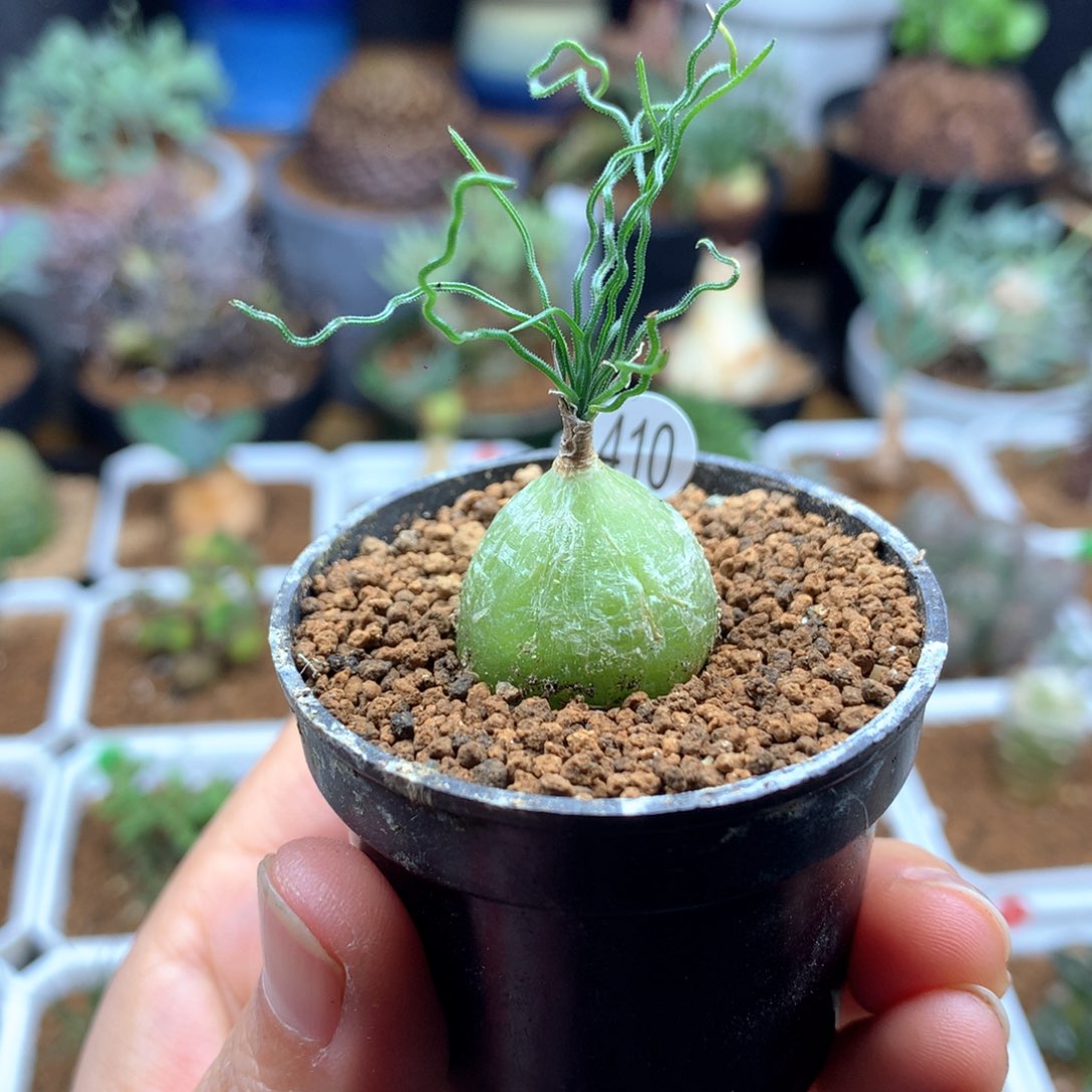 泰迪海葱多肉带盆2cm