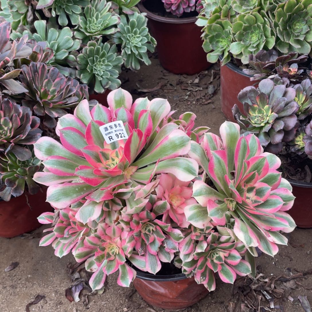 922粉女多肉法师断枝不包