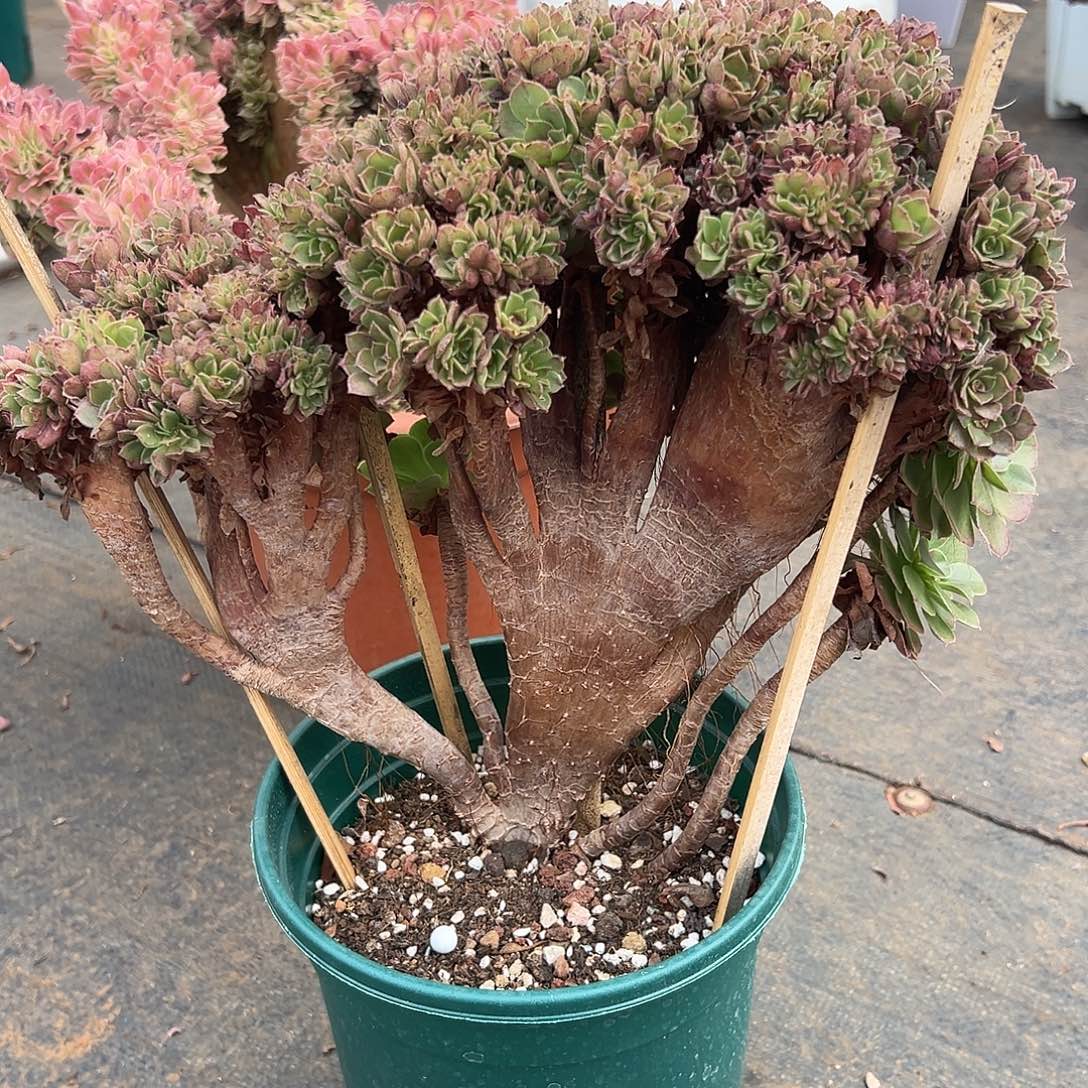 万圣节朵朵缀化老桩厚板