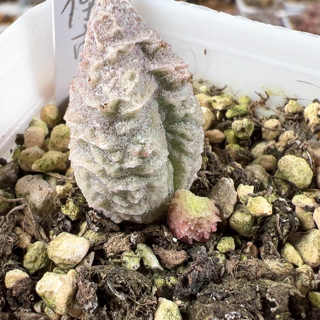 倒刺融化纹冰激凌大苗多肉植物