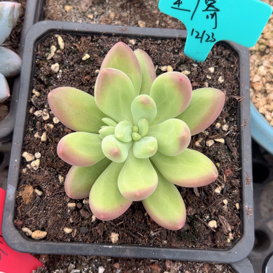 星***）柠檬多肉植物发货