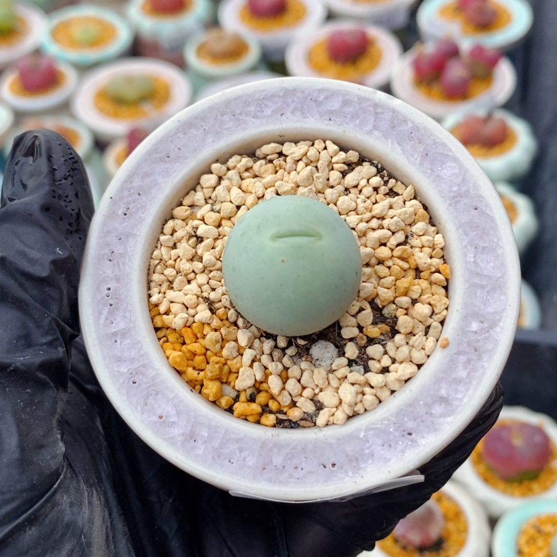 5002--一物一拍 带盆